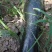 日本极早生青南二号南瓜种子45天抗病早熟南瓜种籽蔬菜种子