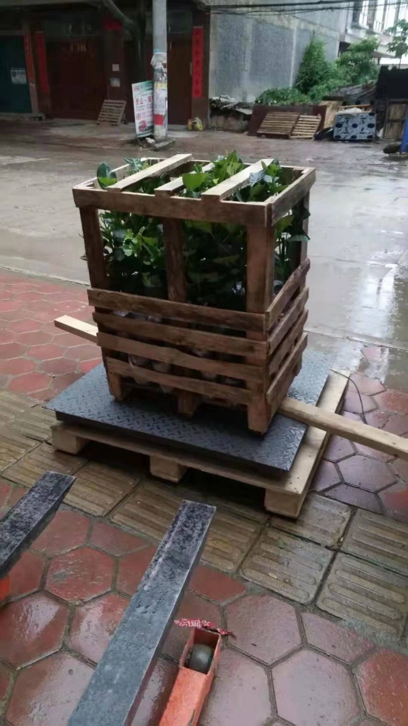 杨梅实生苗征地用苗长的快营养袋苗场地选购