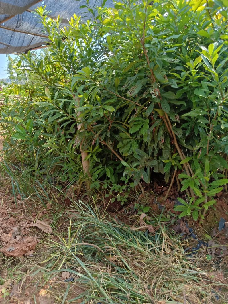 杨梅实生苗征地用苗长的快营养袋苗场地选购