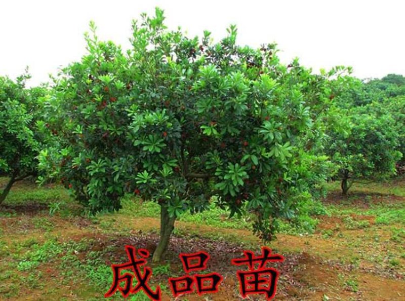 杨梅实生苗征地用苗长的快营养袋苗场地选购