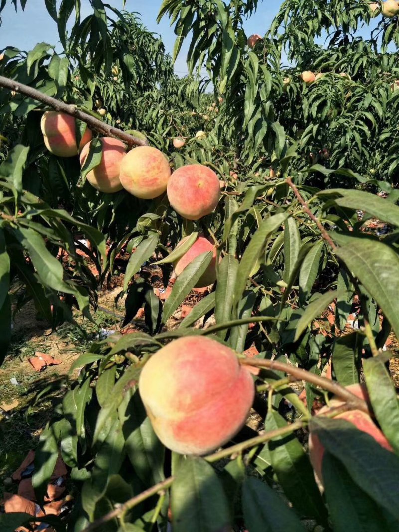 山东沂蒙山优质映爽红桃子，金秋红蜜，秋瞳等等，量大上市中