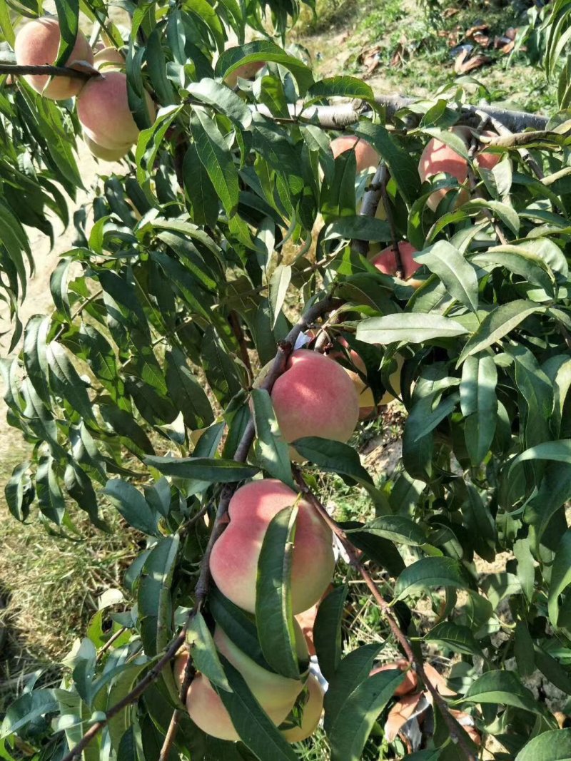 山东沂蒙山优质映爽红桃子，金秋红蜜，秋瞳等等，量大上市中