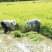 芹菜苗大别山野生水芹水芹老茎新式栽培省时省力省工