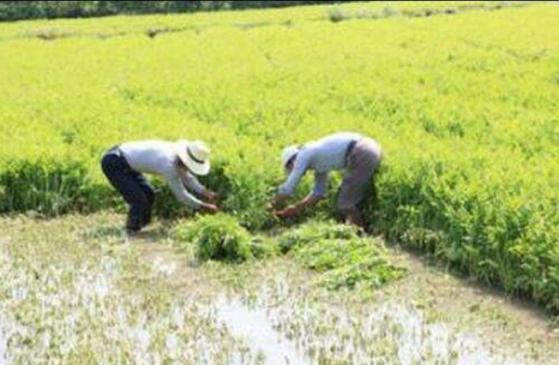 芹菜苗大别山野生水芹水芹老茎新式栽培省时省力省工
