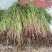 芹菜苗大别山野生水芹水芹老茎新式栽培省时省力省工