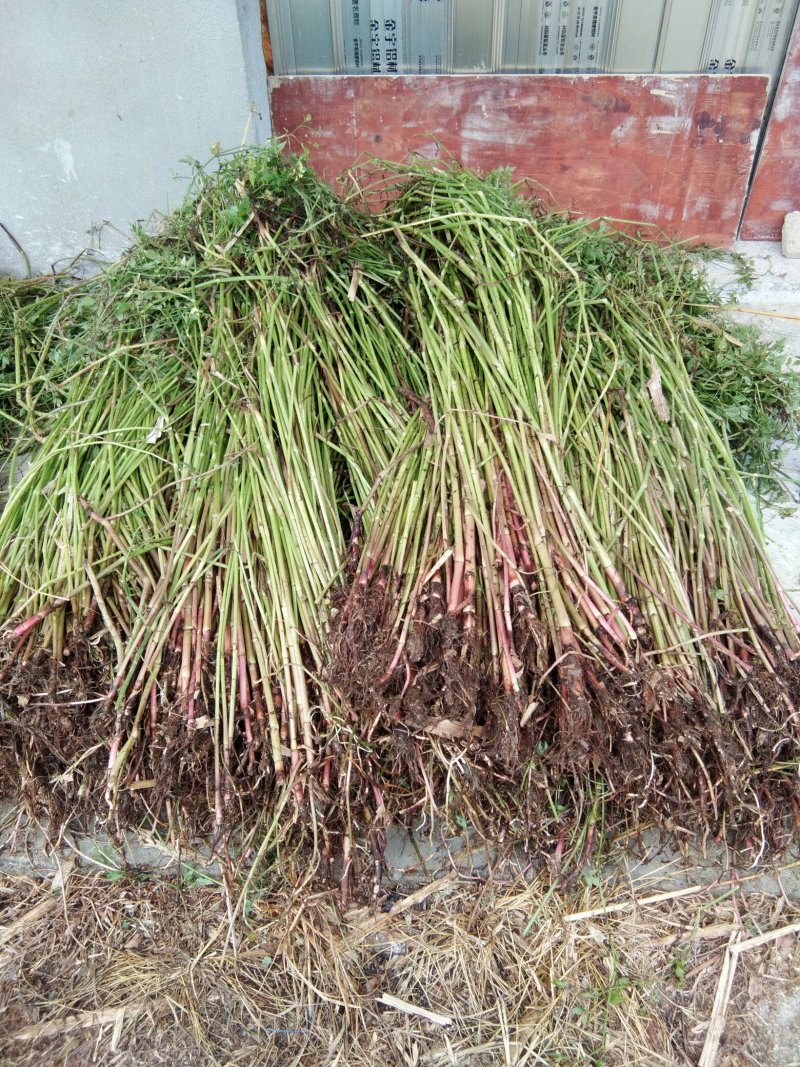 芹菜苗大别山野生水芹水芹老茎新式栽培省时省力省工