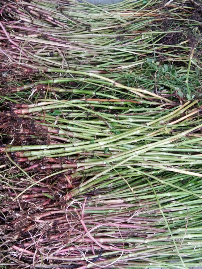 芹菜苗大别山野生水芹水芹老茎新式栽培省时省力省工