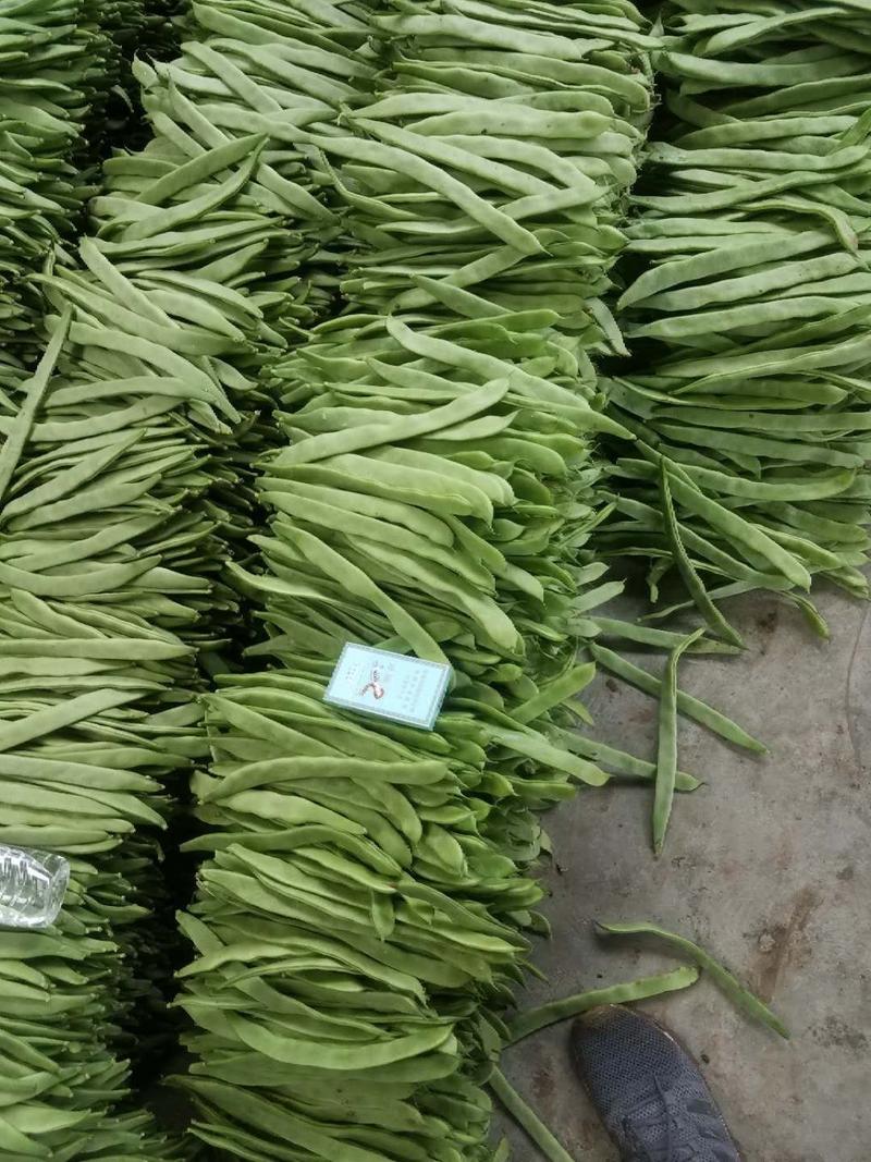 绿扁豆精品，精品扁青芸豆欢迎各位老板咨询采购。