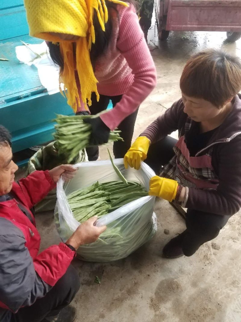 绿扁豆精品，精品扁青芸豆欢迎各位老板咨询采购。