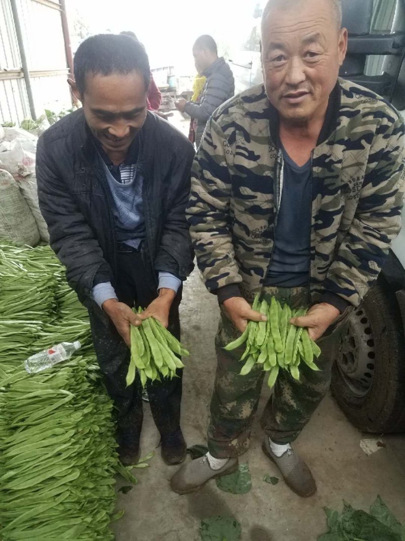 绿扁豆精品，精品扁青芸豆欢迎各位老板咨询采购。