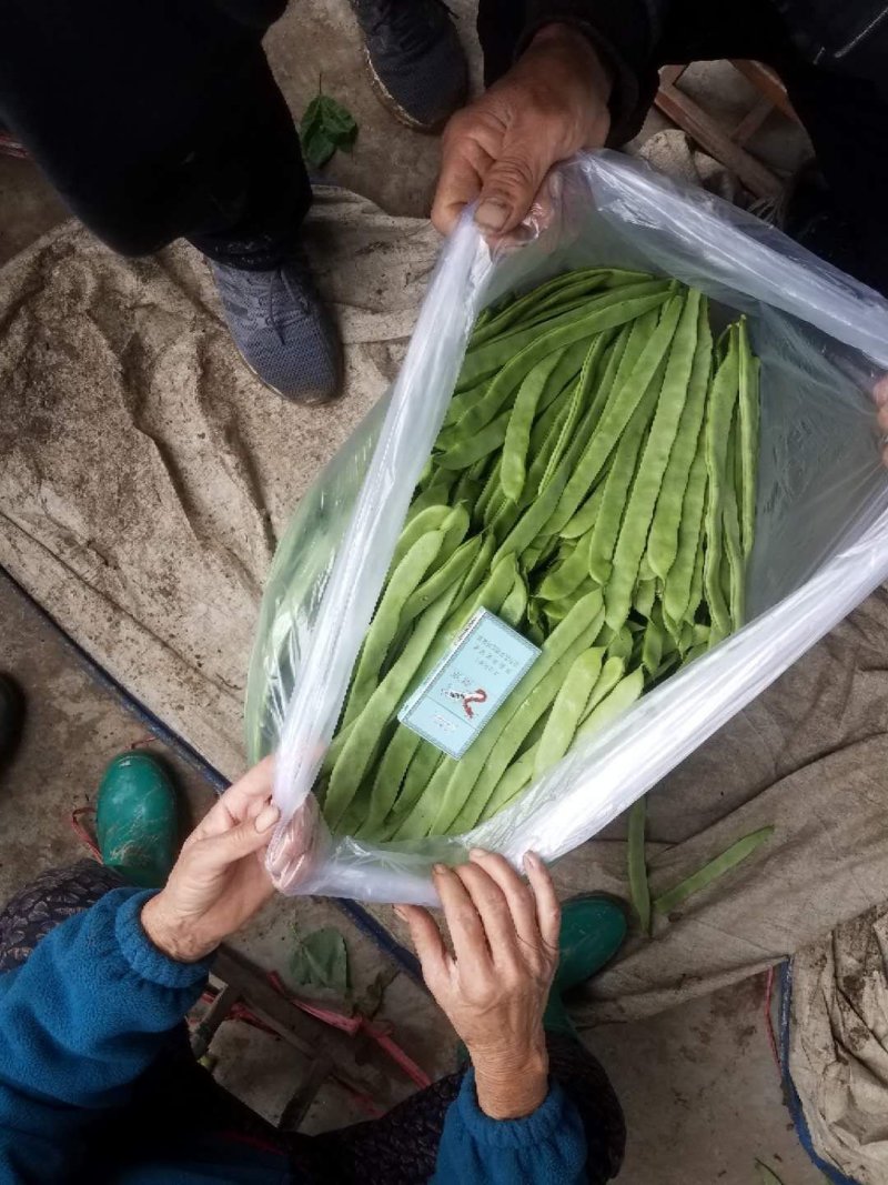 绿扁豆精品，精品扁青芸豆欢迎各位老板咨询采购。