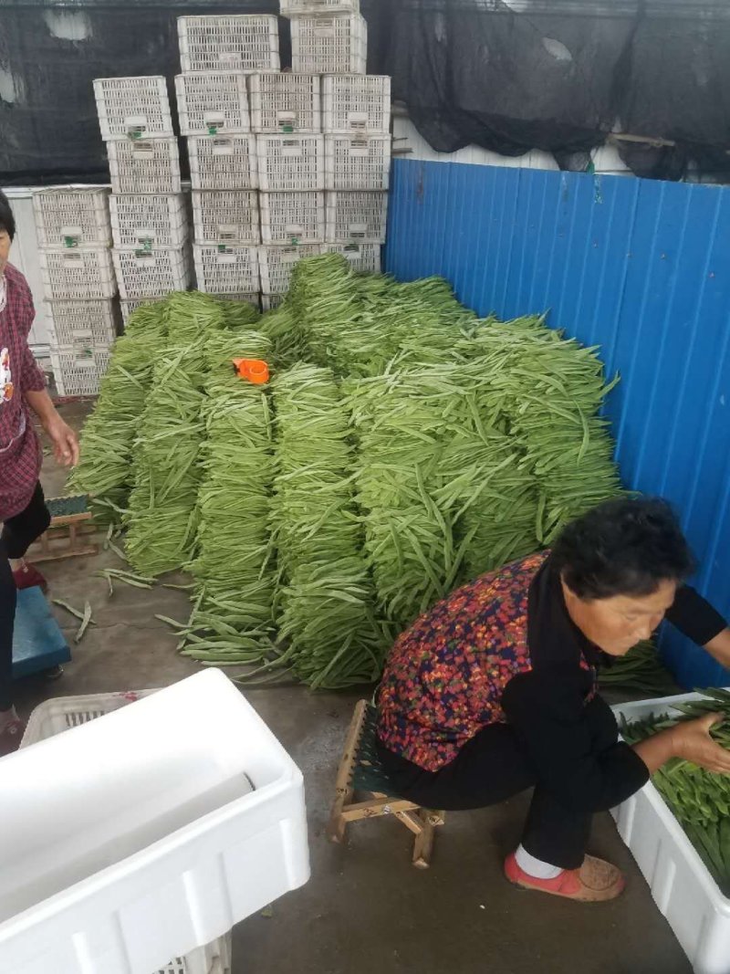 绿扁豆精品，精品扁青芸豆欢迎各位老板咨询采购。