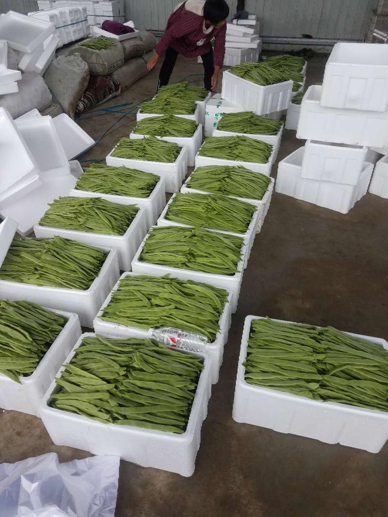 绿扁豆精品，精品扁青芸豆欢迎各位老板咨询采购。