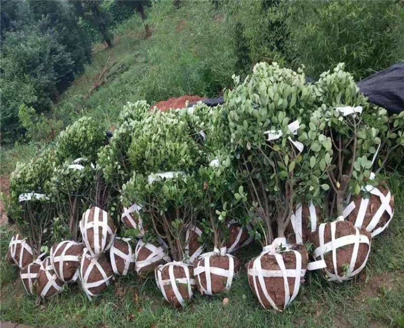 绿化工程苗大叶黄杨苗金边冬青苗