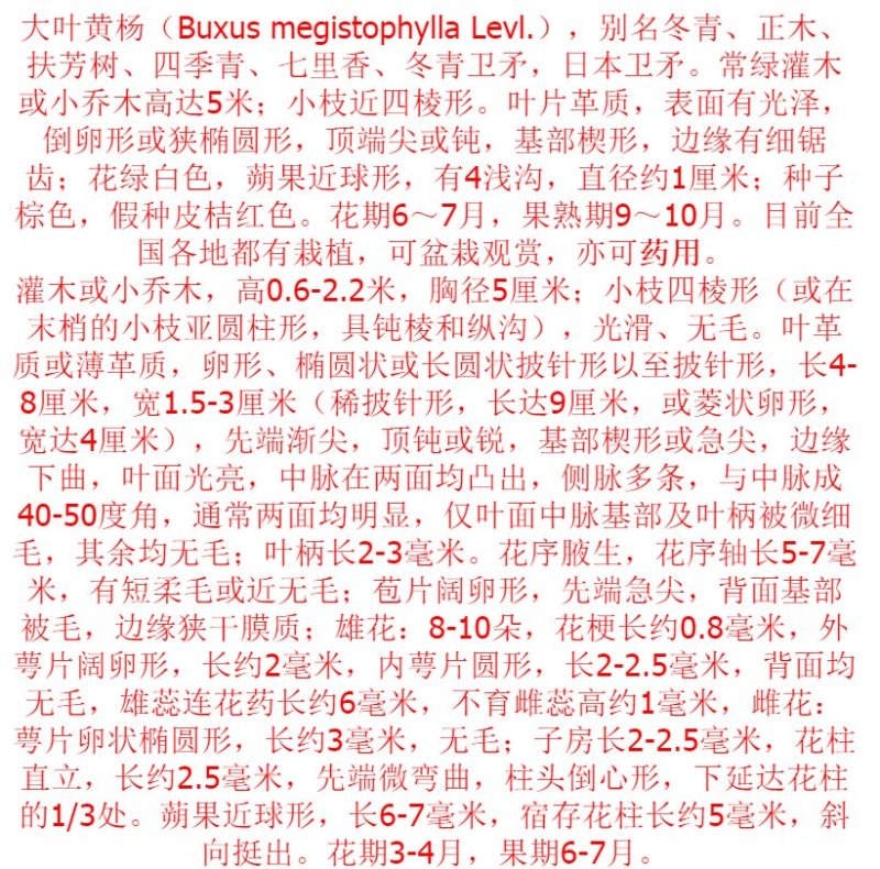 绿化工程苗大叶黄杨苗金边冬青苗
