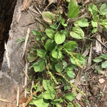 野生车前草干货自然晒干。