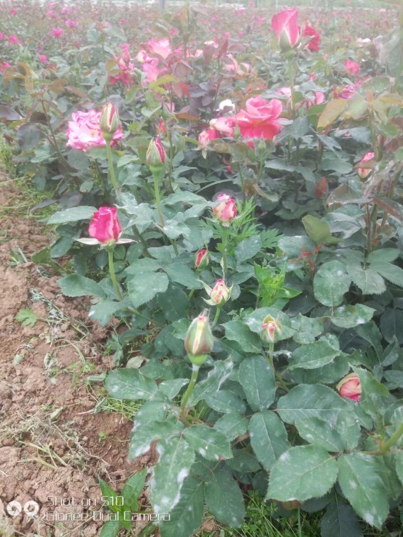 月季苗，各种规格月季杯苗，大花月季，丰花月季