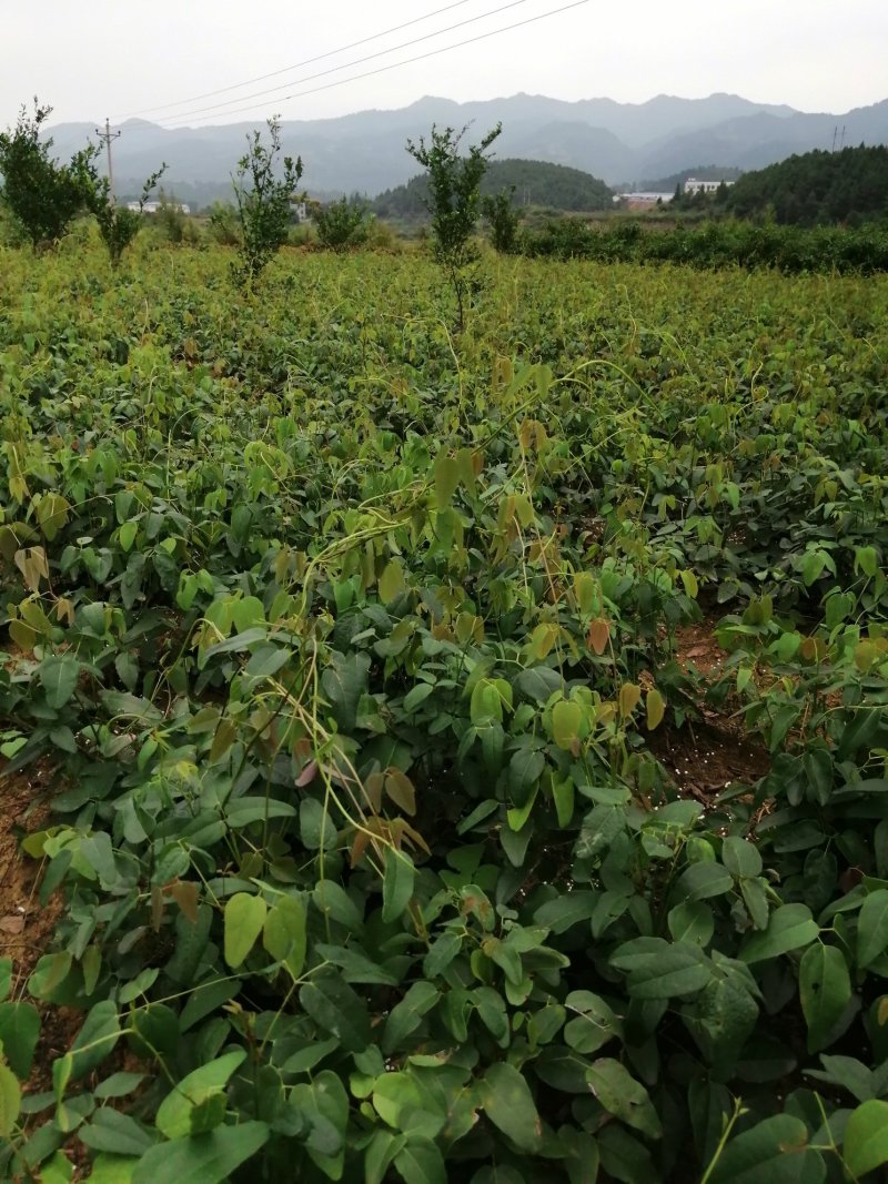八月瓜紫皮苗甜糯皮薄少籽高产特色水果苗