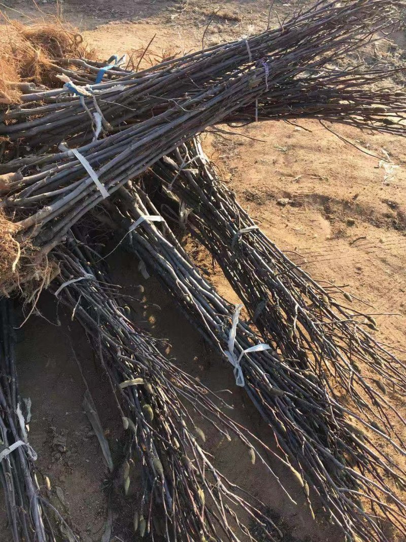 红玉兰苗红黄玉兰嫁接苗质量保证欢迎采购