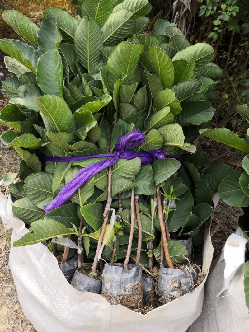 发货红宝石番石榴芭乐苗