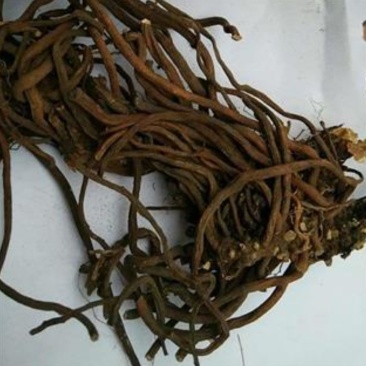 叶莲子，产地直供，质优价实，品质保证，药典标准道地良药