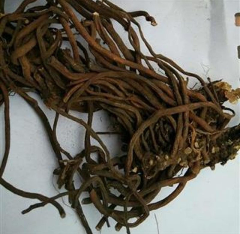 叶莲子，产地直供，质优价实，品质保证，药典标准道地良药