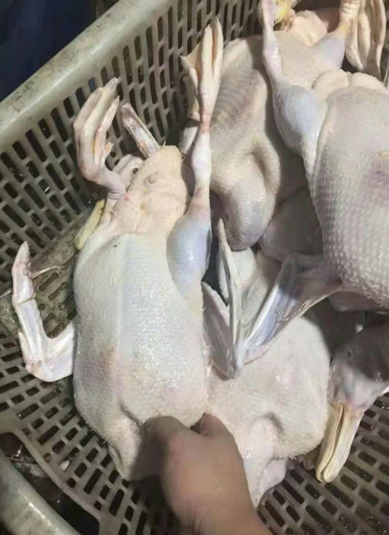 精品白条鸭价格美丽，需要的客户和我联系。
