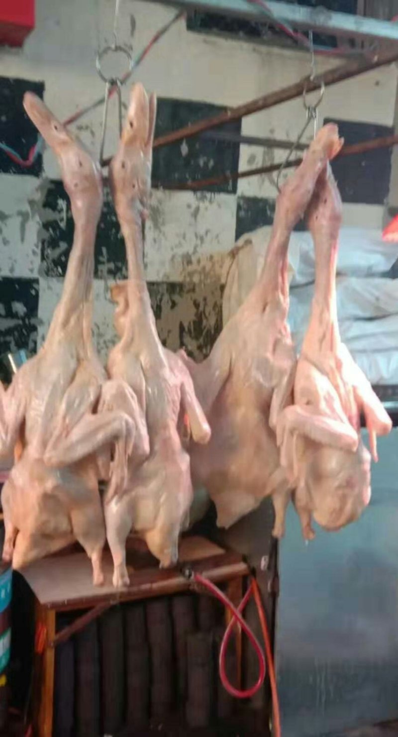 精品白条鸭价格美丽，需要的客户和我联系。