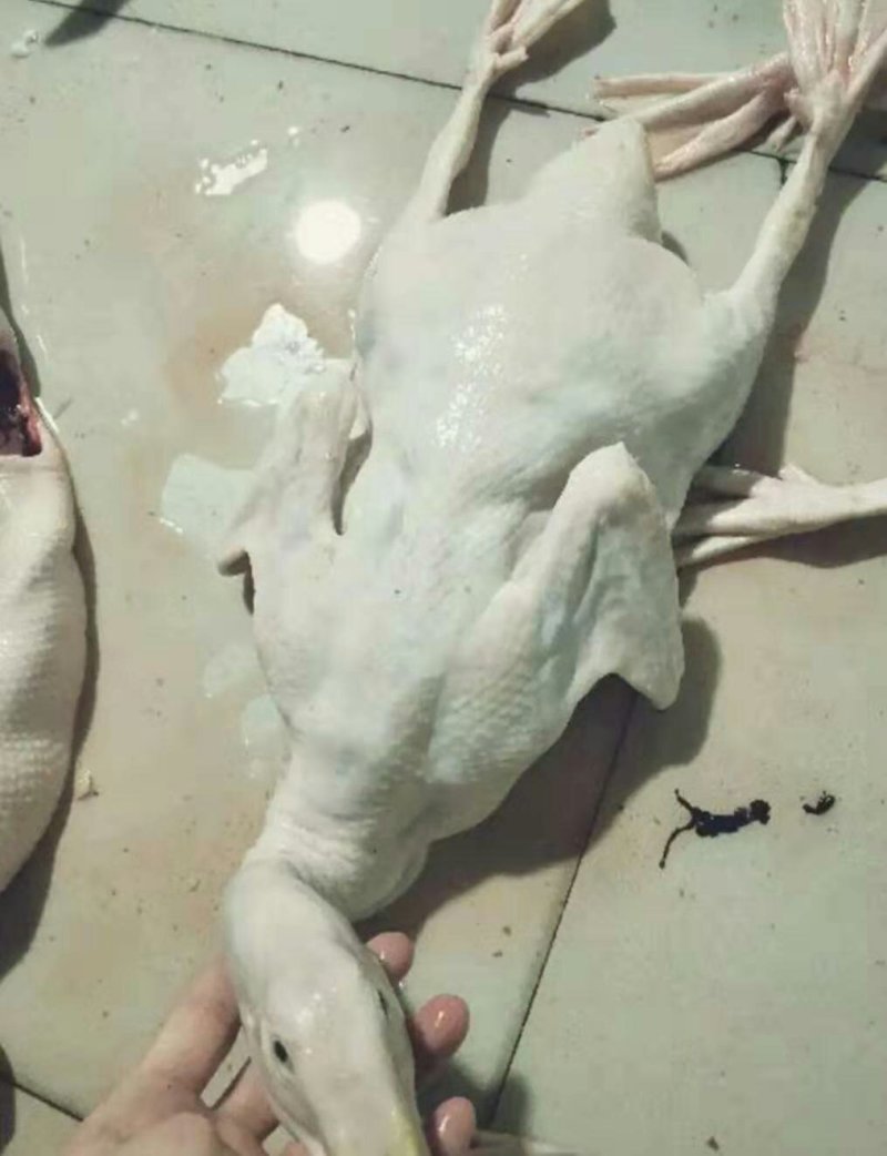 精品白条鸭价格美丽，需要的客户和我联系。