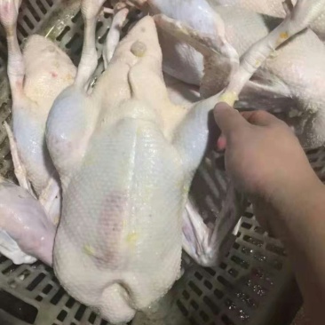 精品白条鸭价格美丽，需要的客户和我联系。