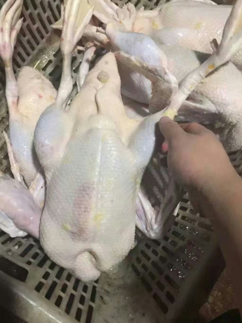 精品白条鸭价格美丽，需要的客户和我联系。