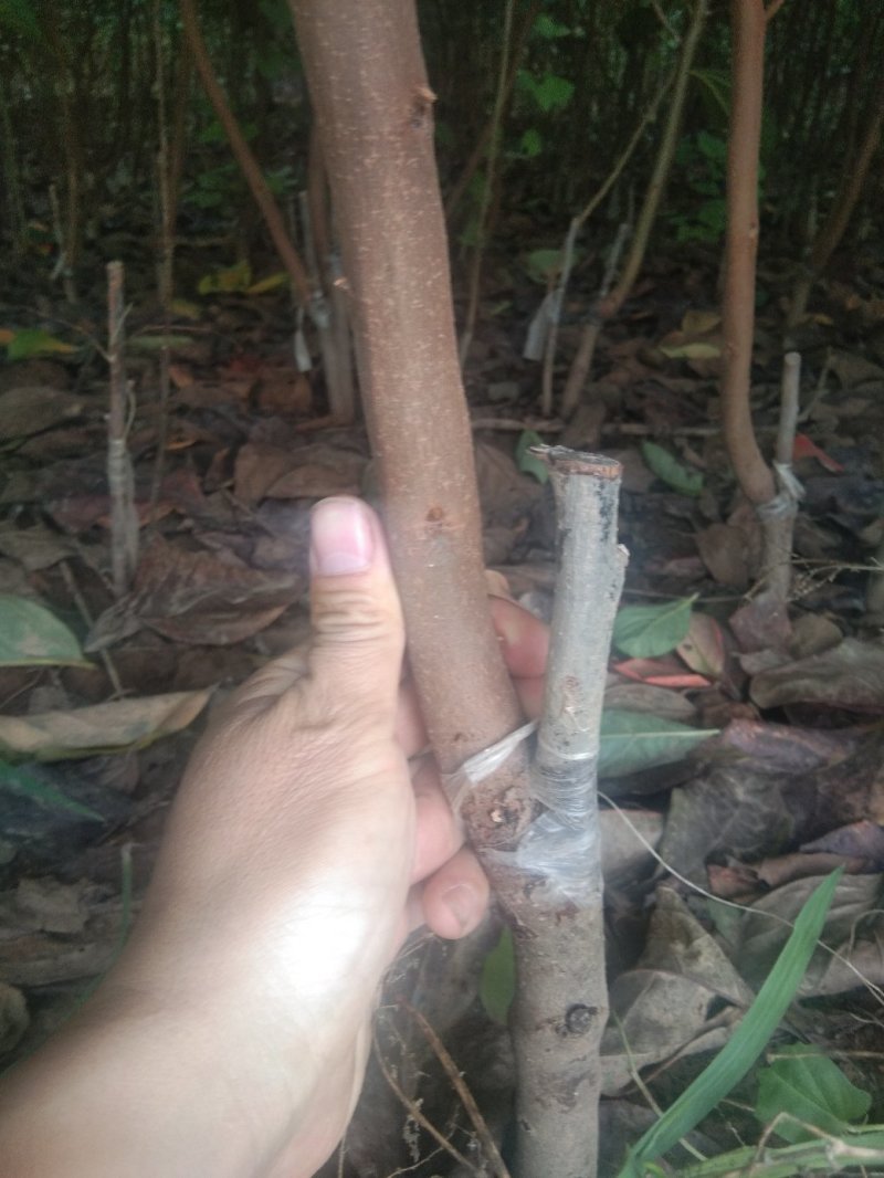 阳丰脆甜柿树苗，自然脱涩摘下就能吃，脆甜爽口丰产包邮