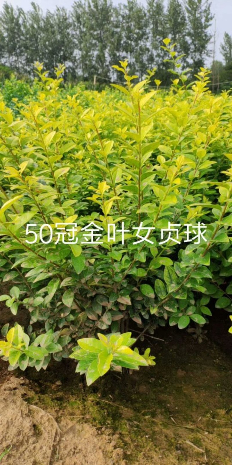 1000万金叶女贞，金叶女贞球量大批发，质量如图