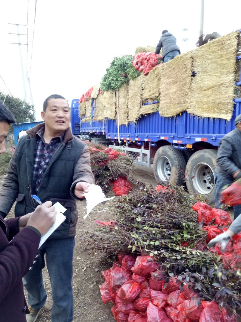 1000万金叶女贞，金叶女贞球量大批发，质量如图