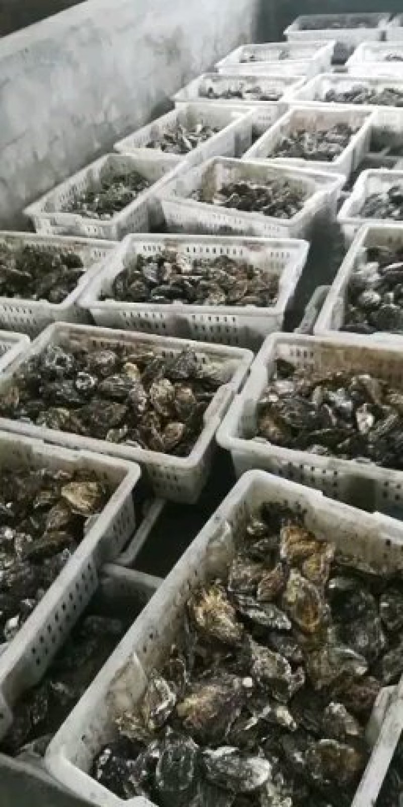 大连生蚝