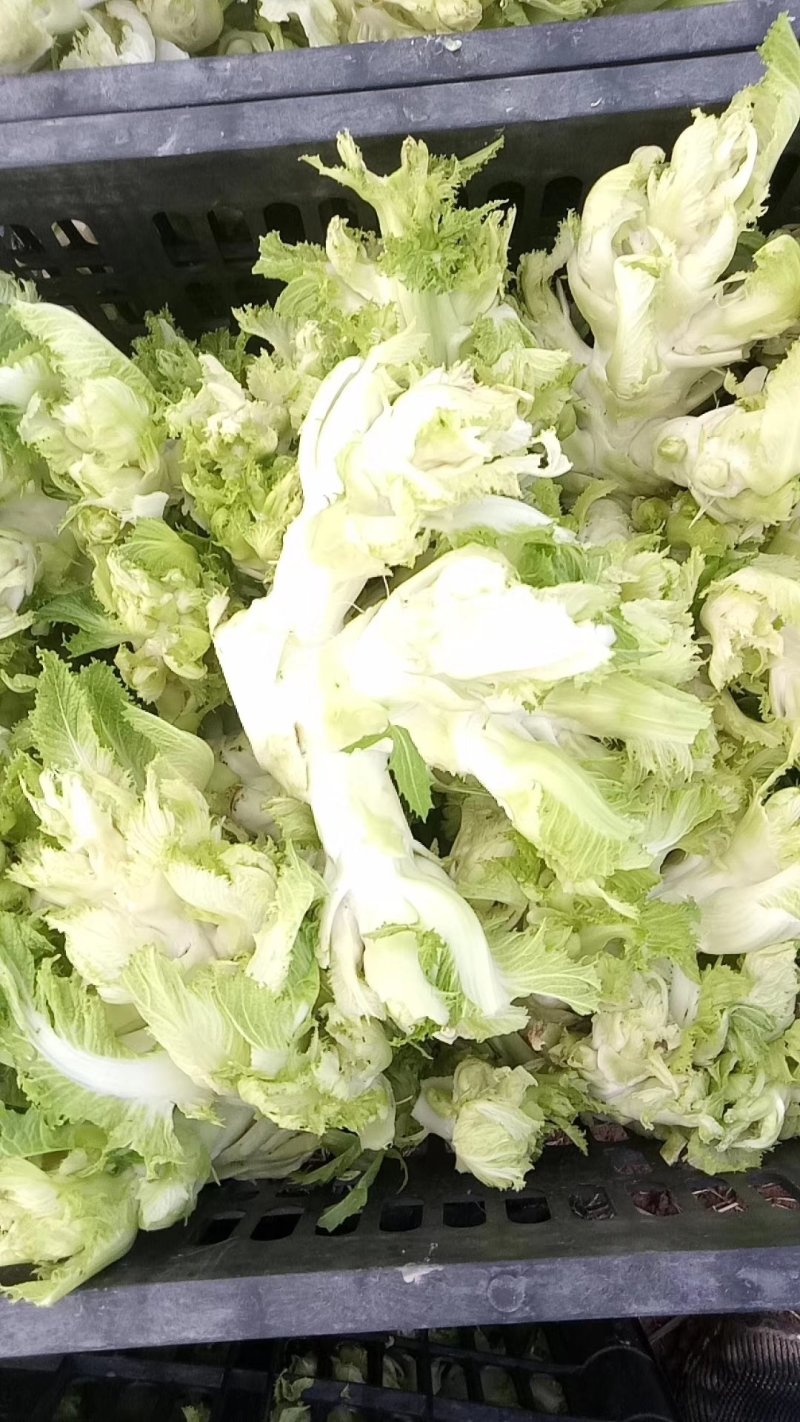 精品儿菜大量上市货源充足保质保量全国发货需要的老板联系
