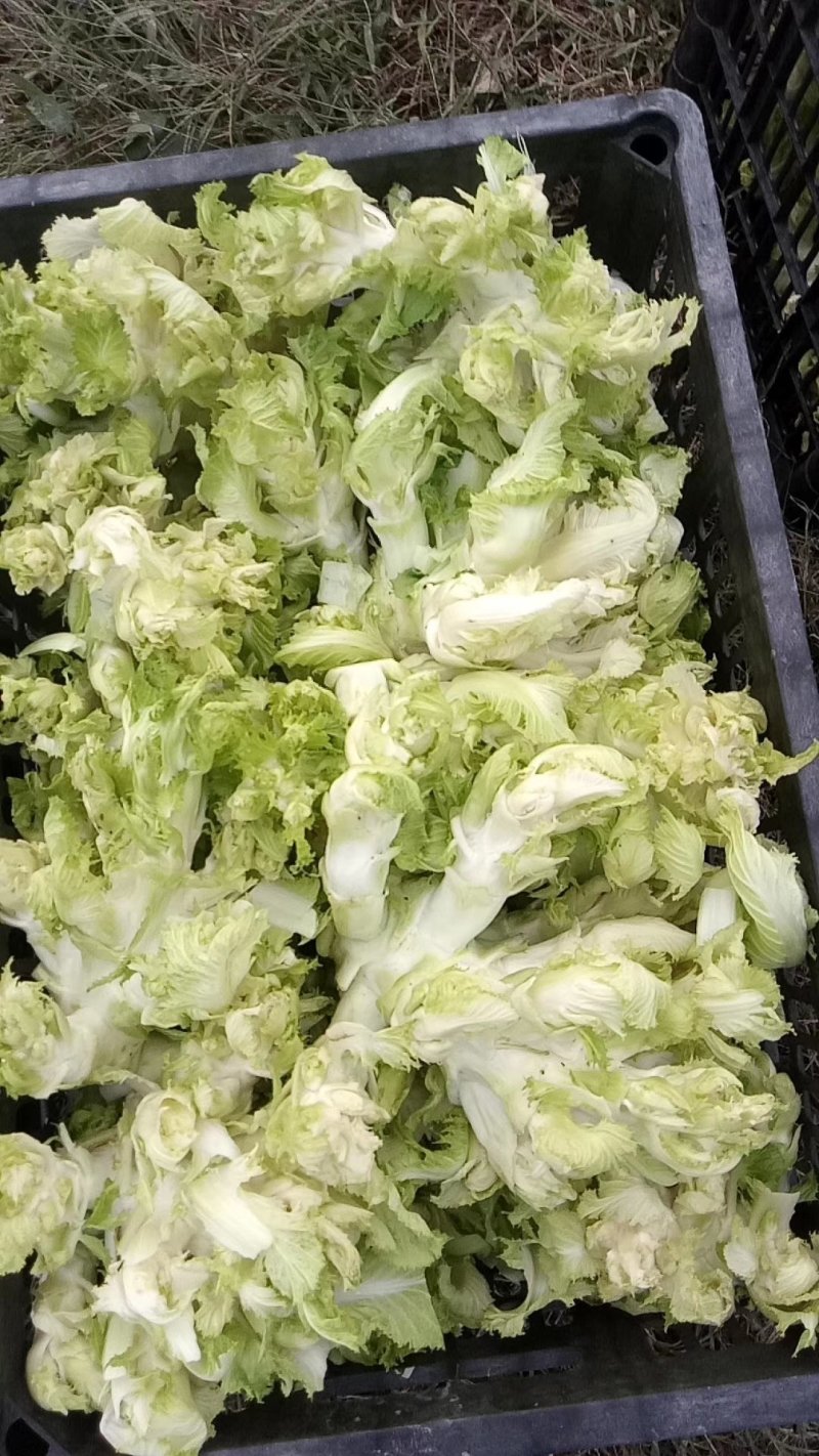 精品儿菜大量上市货源充足保质保量全国发货需要的老板联系