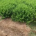 卫矛种植大户低价供应卫矛，卫矛球冠40—150公分量大