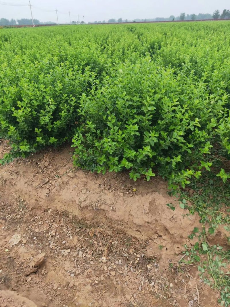 卫矛种植大户低价供应卫矛，卫矛球冠40—150公分量大