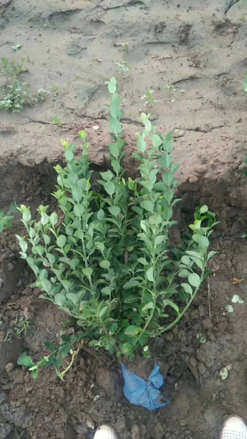 卫矛种植大户低价供应卫矛，卫矛球冠40—150公分量大