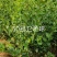 卫矛种植大户低价供应卫矛，卫矛球冠40—150公分量大