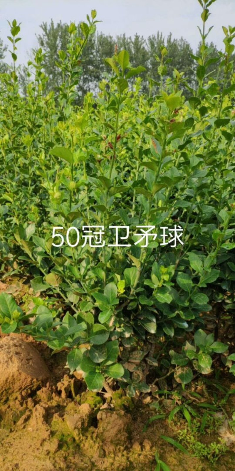 卫矛种植大户低价供应卫矛，卫矛球冠40—150公分量大