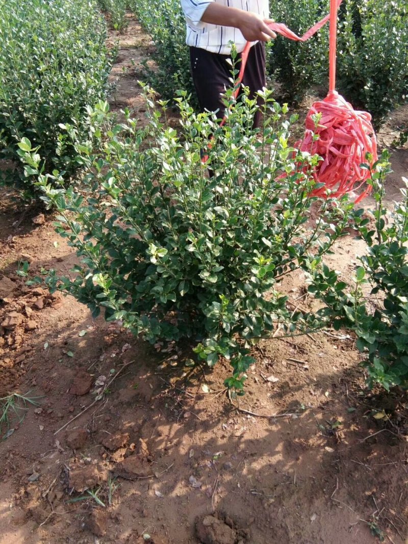 卫矛种植大户低价供应卫矛，卫矛球冠40—150公分量大