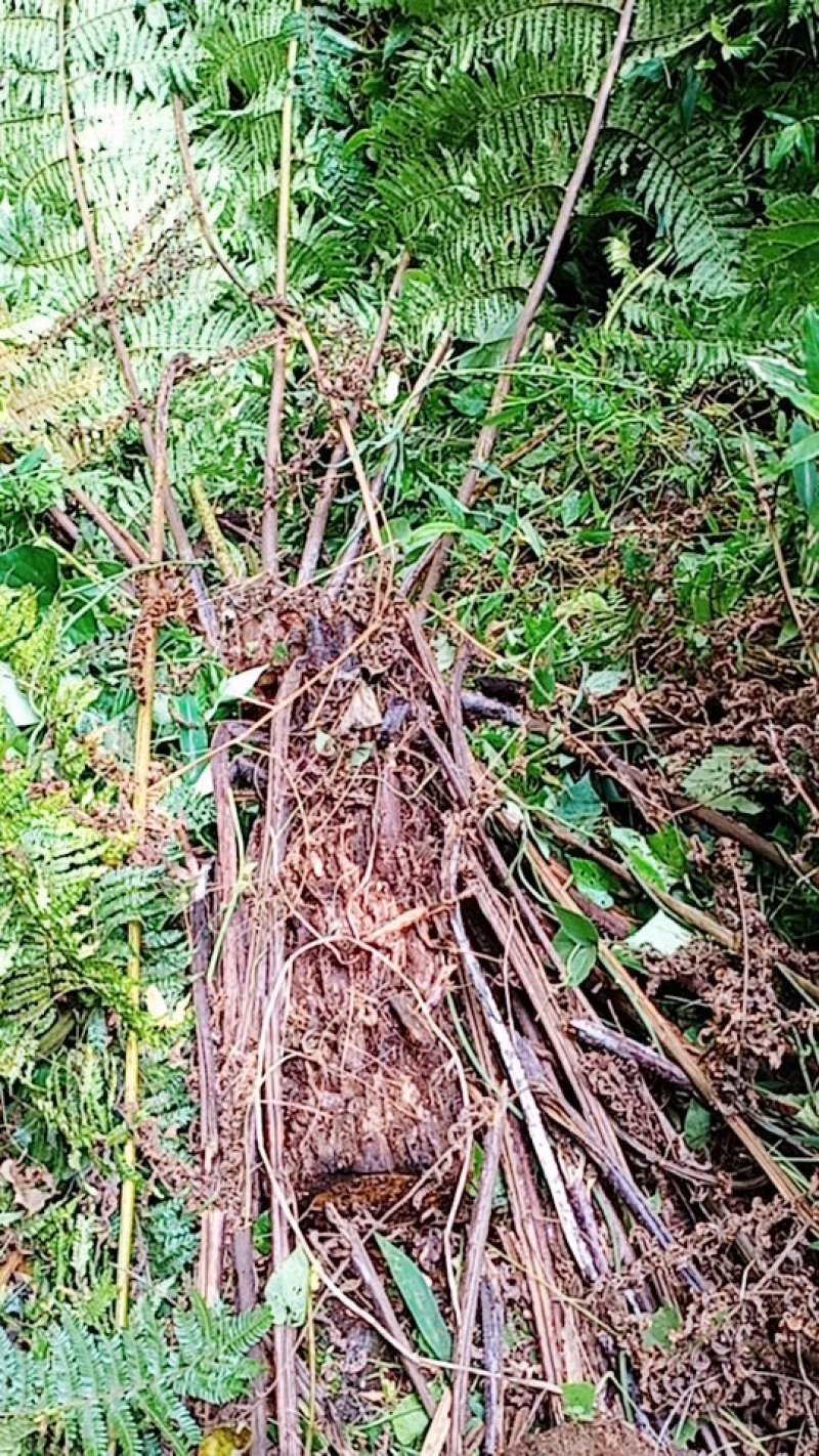 广西河池本地六万大石山野生龙骨风