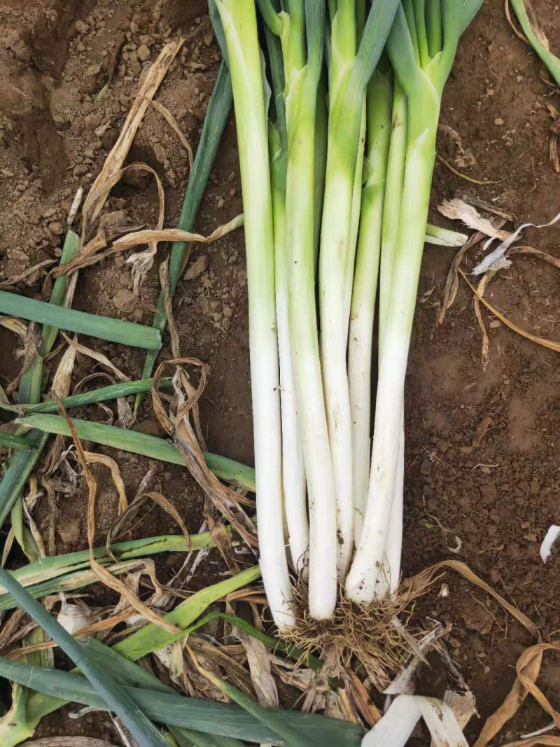 培土长白大葱