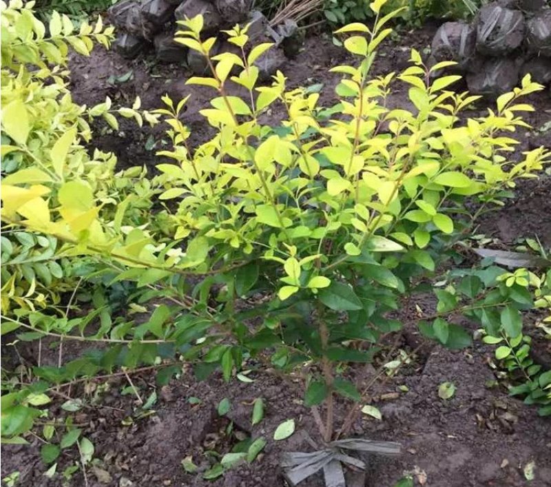 基地直销金叶女贞苗，床苗