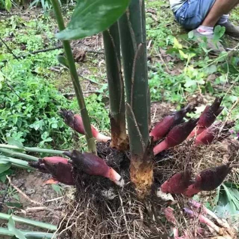 阳荷种洋荷种苗阳荷姜种子苗阳霍襄荷种根