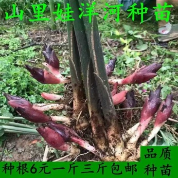 阳荷种洋荷种苗阳荷姜种子苗阳霍襄荷种根