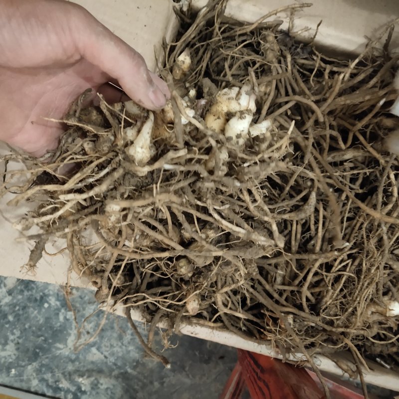 阳荷种洋荷种苗阳荷姜种子苗阳霍襄荷种根