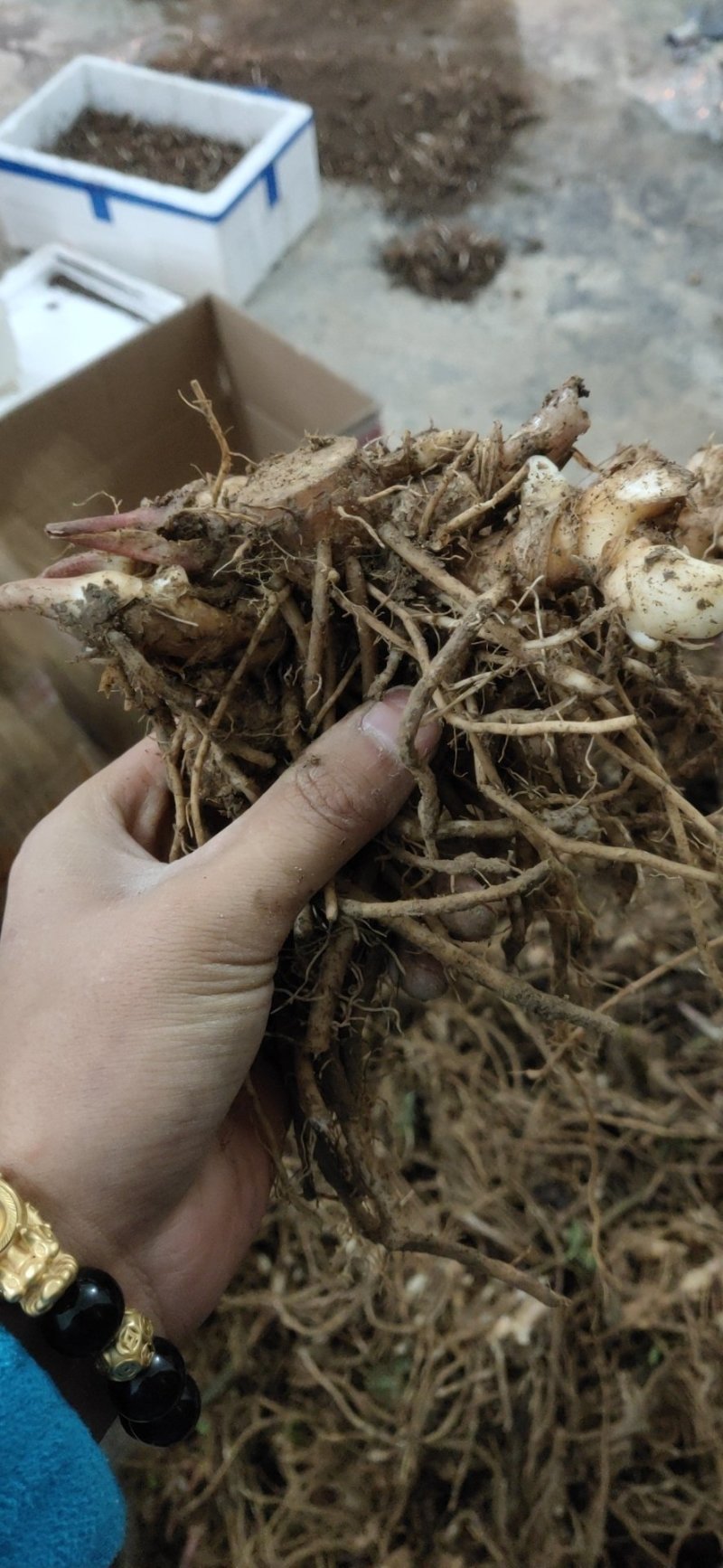 阳荷种洋荷种苗阳荷姜种子苗阳霍襄荷种根